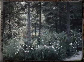 Image représentant Sous-bois de la forêt vosgienne