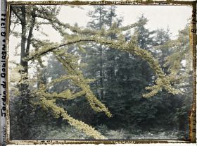 Image représentant Lisière arborée du " jardin chinois " aux abords d'une maison, cadrée par des branches de ginkgos