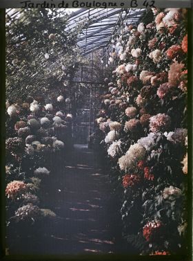 Image représentant Collection de chrysanthèmes située dans une des serres adjacentes au jardin d'hiver