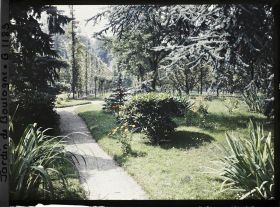 Image représentant Allée de la forêt bleue vers le verger