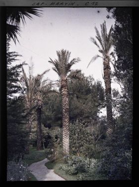 Image représentant Allée du jardin bordée de divers massifs et de palmiers