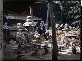 Image représentant Glycines en pots fleuries, lanternes et bonsaïs au pied de la pagode du " village japonais "