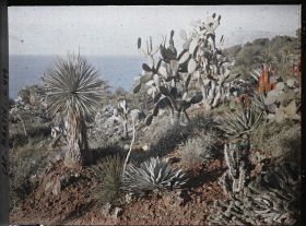 Image représentant Cactus, aloès dans le jardin de la propriété