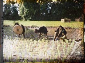 Image représentant Le repiquage du riz pour la récolte de novembre