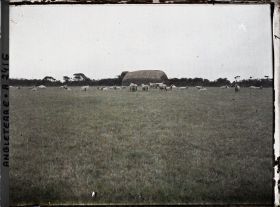 Image représentant Troupeau de moutons