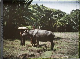 Image représentant Un buffle et sa gardienne