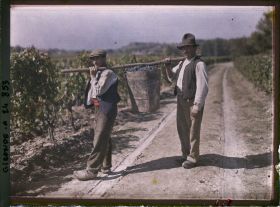 Image représentant Deux hommes portant une baste emplie de grappes de raisins, dans les vignes