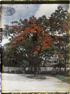 Image représentant Les flamboyants de l'avenue du général Bichot