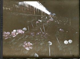 Image représentant Chez la famille Toganasa (Tokugawa ?), collection de pivoines