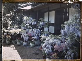 Image représentant Glycines, azalées et calcéolaires en pots fleuries, devant la maison est du " village japonais "