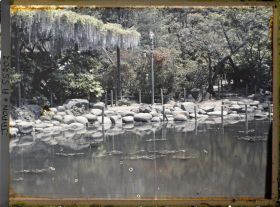 Image représentant Hibiya-koen (parc de Hibiya), étang et glycines au bord de l'étang shinkei
