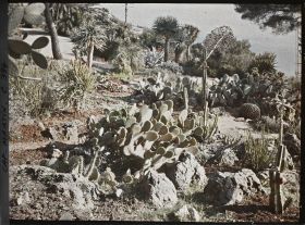 Image représentant Cap Martin Le Jardin