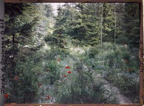 Image représentant La prairie et la forêt dorée