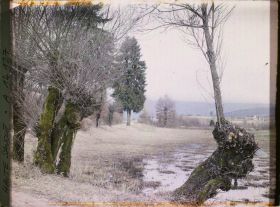 Image représentant Région d'Annecy, Vieux Saules près d'Annecy