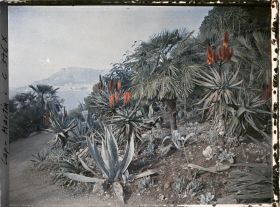 Image représentant Cap Martin Le Jardin