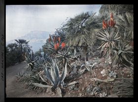 Image représentant Plantes exotiques du jardin