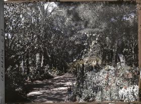 Image représentant Une allée dans le jardin