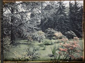 Image représentant Azalées sur la pelouse près du marais