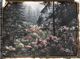 Image représentant Rhodos dans la forêt bleue