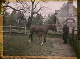 Image représentant Une jument allaitant son poulain à la jumenterie du château de la Rivière