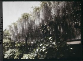 Image représentant Hibiya-koen (parc de Hibiya), glycines au bord de l'étang shinkei