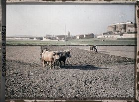 Image représentant Espagne, Astorga, Taureaux au labour