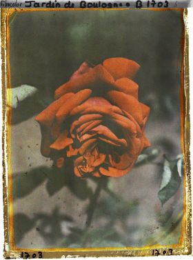 Image représentant Rose rouge