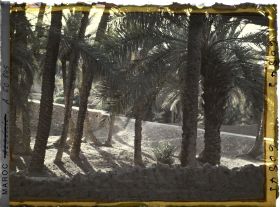 Image représentant Contre-jour dans la palmeraie