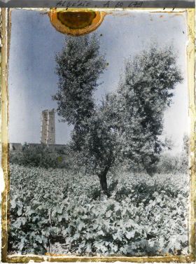 Image représentant Vue vers le minaret et la mosquée de Mansoura