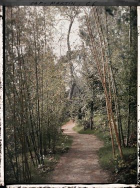 Image représentant Allée du jardin de la Villa Kahn, dite villa Zamir, bordée de bambous