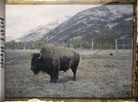 Image représentant Canada, Banff, Bison gros