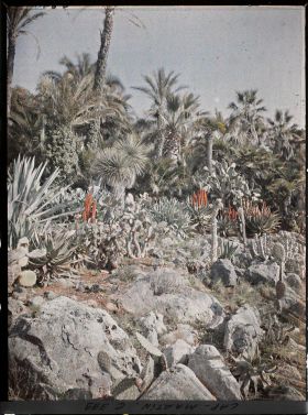 Image représentant Cap Martin Le Jardin