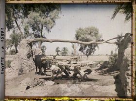 Image représentant Sakiéh à bœuf