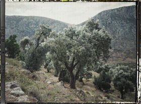 Image représentant Dans la forêt d'oliviers