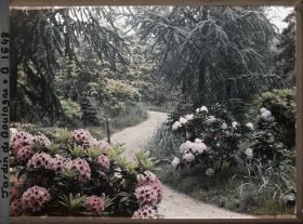 Image représentant Vers la forêt dorée, rhodos en bordure de l'allée
