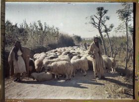 Image représentant Deux bergers et leur troupeau de moutons