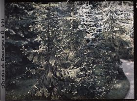 Image représentant Pointes jaunes des épicéas de la forêt dorée