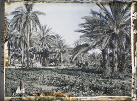 Image représentant Cultures de courgettes et de piments dans l'oasis