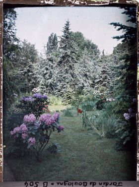 Image représentant Parterres d'azalées en fleurs au coeur de la forêt bleue