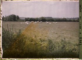 Image représentant Troupeau de charolaises le long du canal du Centre