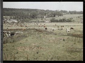 Image représentant Le bétail de l'armée à Vauxrot, hameau proche de Soissons