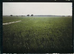 Image représentant France, Champs de blé situé entre la Voie ferrée (Trappes) et le Domaine de Manet