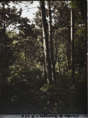 Image représentant Scène de sous-bois dans la forêt vosgienne