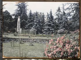 Image représentant Eremurus et azalée en fleurs situés près des "étangs", au sud-est du marais, vu en direction du nord