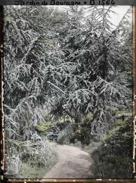Image représentant La forêt bleue