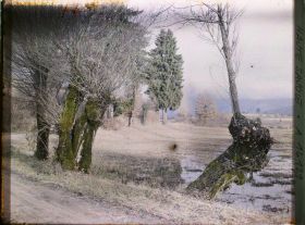 Image représentant Région d'Annecy, Vieux Saules près d'Annecy