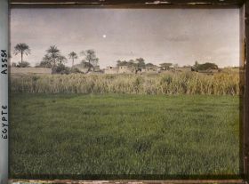 Image représentant Champs de blé et de canne à sucre près du village de Matariah