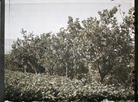 Image représentant Plantation de citronniers avec au pied des haricots
