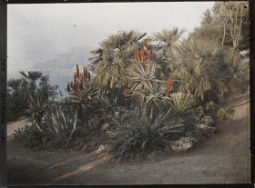 Image représentant Cap Martin Le Jardin