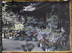 Image représentant Glycines, azalées et calcéolaires en pots fleuries, devant la maison est du " village japonais "